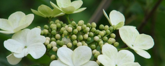 琼花的功效与作用是什么(琼花的药用价值)