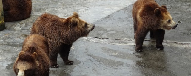 嗅觉最灵敏的动物是什么(嗅觉最灵敏的动物有哪些?)