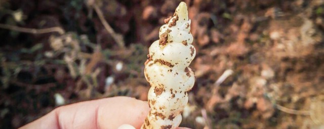 如何腌制地环(如何腌制地环菜)