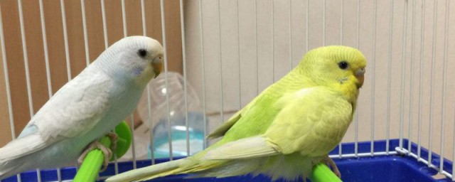 养虎皮鹦鹉的注意事项(养虎皮鹦鹉的注意事项冬天)