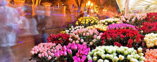 什么是珠海市花(珠海市花是什么花图片)