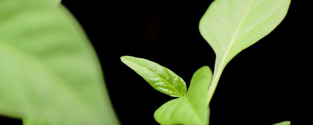 室内镇宅辟邪的绿植介绍(十大镇宅辟邪植物盆栽)