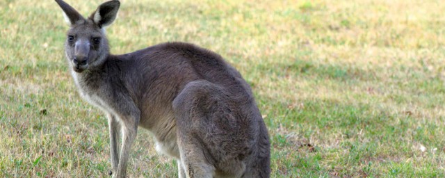 袋鼠是哪里的(袋鼠是哪里的品牌)