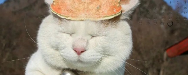 屏保是什么(图片屏保是什么)