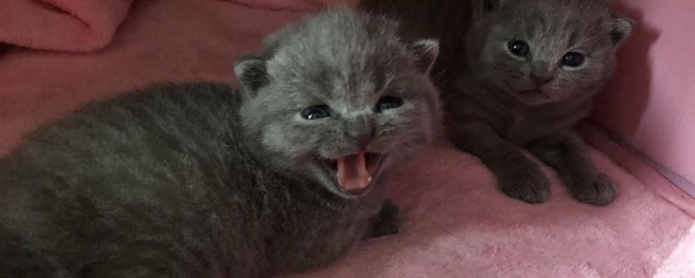 蓝猫可以吃什么(两个月大的小蓝猫可以吃什么)