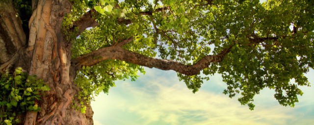 门前不能种哪些树(门前不能栽种什么树)