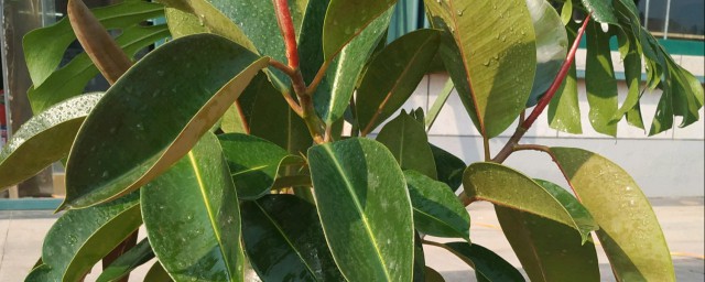 橡皮树养在家里好吗(橡皮树可以养在家里吗)