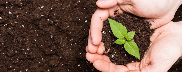 如何给金钱树换盆(金钱树换盆怎么换)