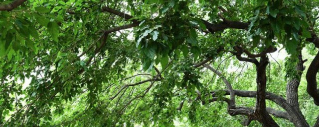 五种招鬼的树介绍(招鬼的树是什么树)