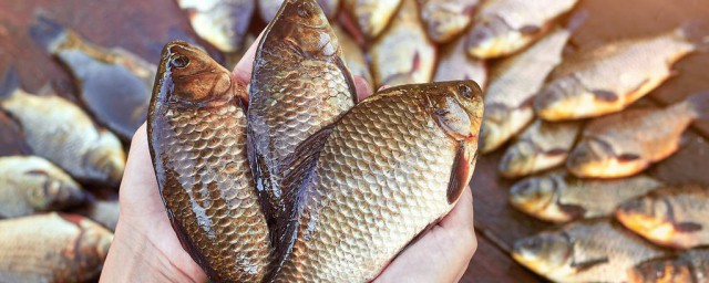 鲫鱼和鲤鱼的区别简单介绍(鲫鱼和鲤鱼有啥区别)