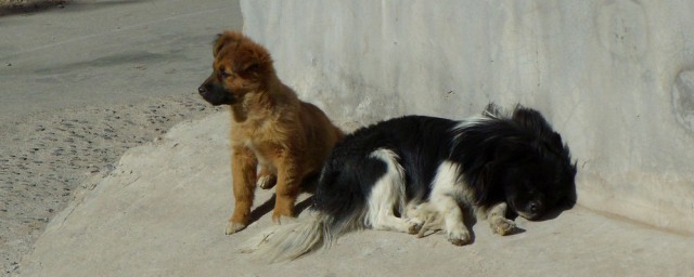 幼犬多大的时候可以晒太阳(狗宝宝多久可以晒太阳)