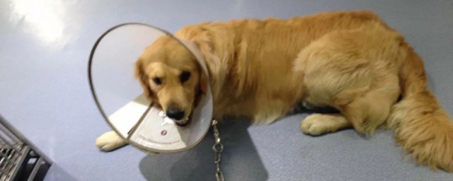 买狗狗需要注意事项(买狗狗要注意什么)