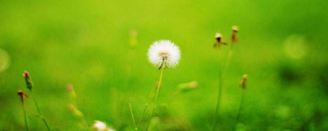 关于绿的成语有哪些(绿的成语有哪些成语)