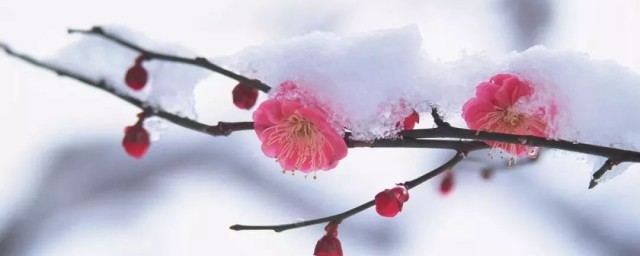 关于梅花的古诗介绍(哪些关于梅花的古诗)