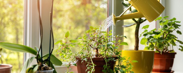 不能进行光合作用的植物有哪些(不进行光合作用的植物是哪些植物)