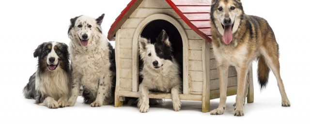 四条腿的动物有些什么(四条腿的动物都是什么)