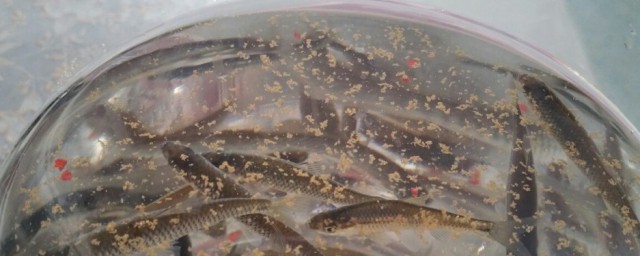 普通小鱼吃的东西(普通小鱼喜欢吃什么东西)