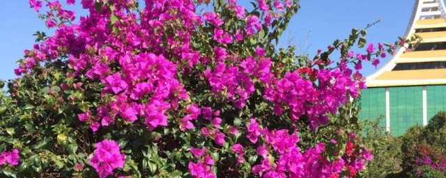 德宏市花是什么花(德宏特有的花)