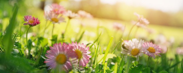 春天有哪些活动(春天有哪些活动可以参加看图写话)