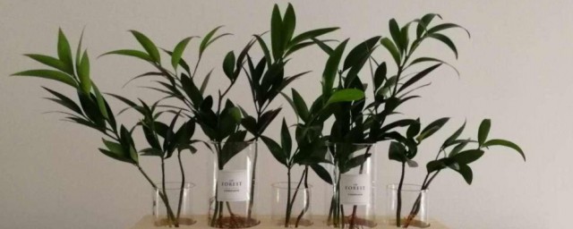 竹柏可以放家里养吗(竹柏可以放卧室养吗)