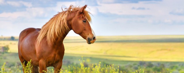 策马奔腾的解释(策马奔腾意思是成语吗)