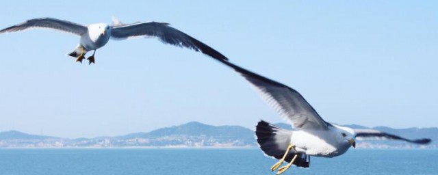 地球的清洁工还有什么动物(地球有哪些清洁工动物)