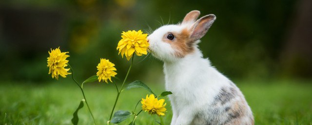 梦见兔子好不好(梦见兔子好不好是什么意思)