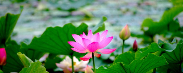 荷花的形态特征(荷花的形态特征和生长特点)