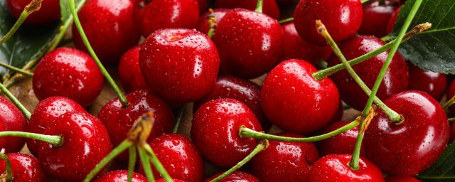 樱桃的无土种植方法是什么(樱桃树无土栽培图)