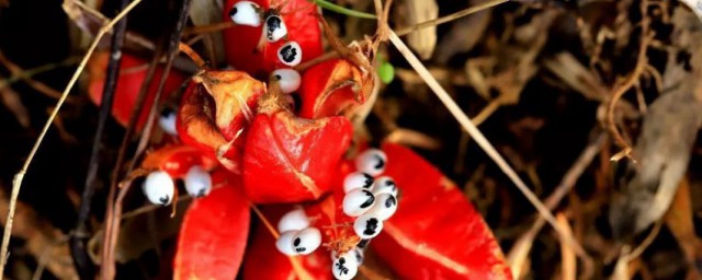 下蛊含义(有下蛊之说吗)