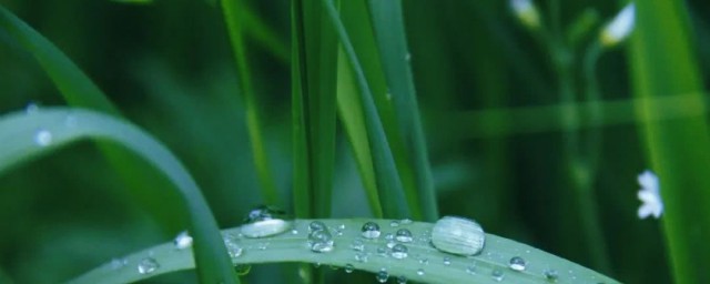 茁壮成长的解释(茁壮的意思)