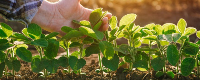 长势喜人的含义(长势喜人百度百科)