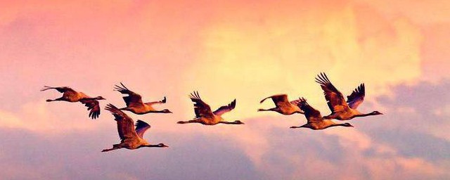 春天大雁从哪飞向哪方(春天大雁从什么方飞往什么方向)