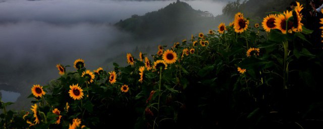 送给孩子的花(送给孩子的花花语是孩子)