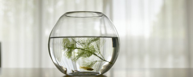 罗汉鱼灌苗方法是什么(罗汉鱼鱼苗期)