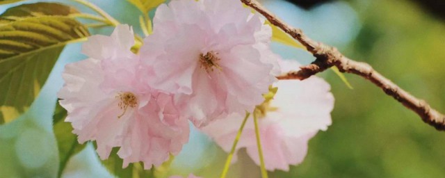 细枝末节意思(细枝末节是)