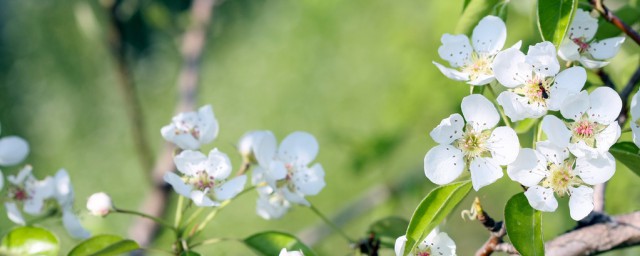 梨树控旺的正确方法是什么(梨树控旺用什么药最好)