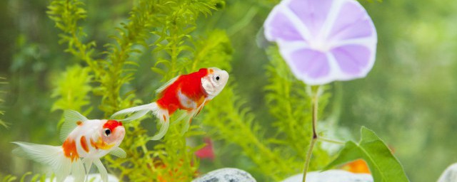 怎么用泡沫箱养鱼(养鱼用泡沫箱养行不行)