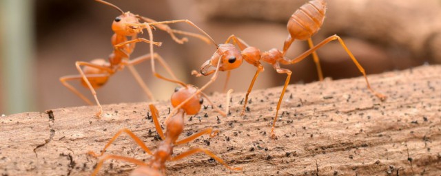 黄蚂蚁会出现在家里的原因(家里为什么会有黄蚂蚁)