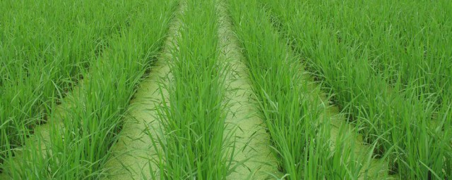 原神田亩怎样种植新作物(原神种田收获)