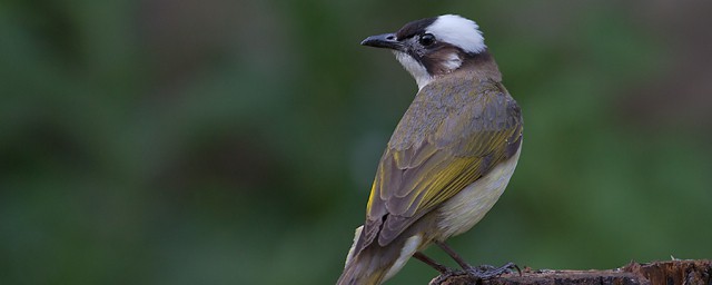 吃害虫的益鸟介绍(有什么益鸟和益虫他们吃什么害虫)