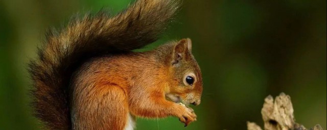 松鼠要不要冬眠(松鼠要冬眠不?)