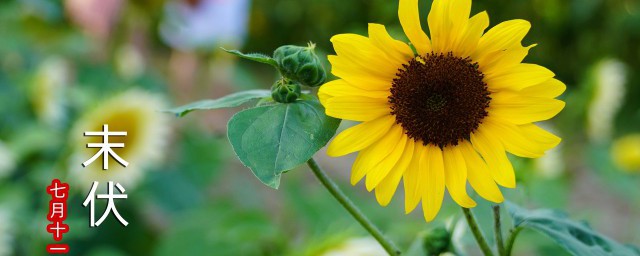 2021伏天什么时候开始？(2021年三伏天开始时间)