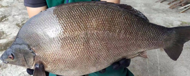 淡水鲈鱼和海水鲈鱼的区别是什么(怎么区分淡水鲈鱼和海水鲈鱼)