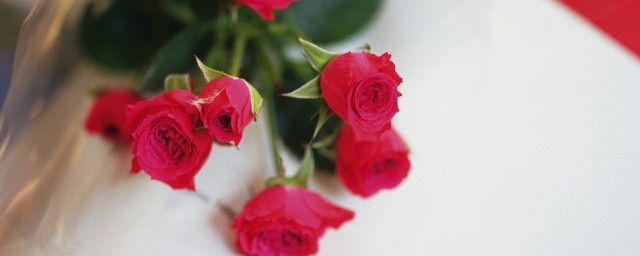 24朵玫瑰代表的意思是(24朵玫瑰的含义)