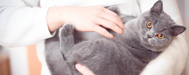 地下吸猫的意思(地下吸猫到底是对猫干嘛)