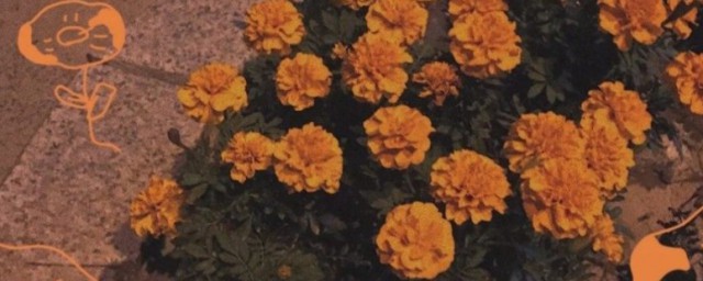 文案温柔爱情句子推荐(超级温柔的文案爱情长句)