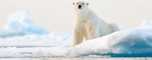动物给人类带来的好处介绍(动物给人类带来了什么好处)