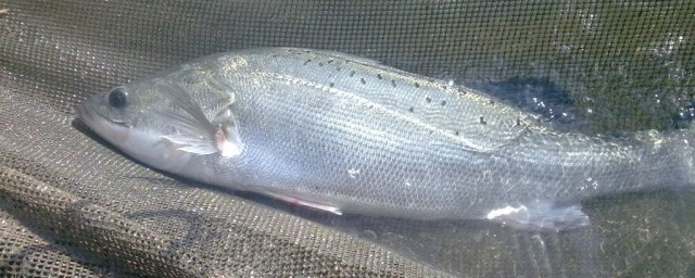 鲈鱼产地介绍(鲈鱼生产地)