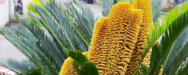 算命说铁树开花的含义(古人说铁树开花有什么预兆)